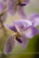 Lavender Orchids