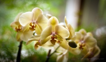 Orchid Blur