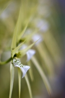 Orchid Cascade