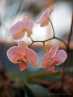 Orchid Softness