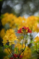 Rhododendron and Azaleas Photography A Solitary Red Bloom.jpg