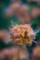 Rhododendron and Azaleas Photography Cluster of Orange Flowers.jpg