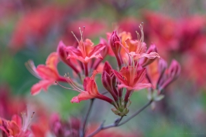 Rhododendron and Azaleas Photography Dark Pink Orange Blooms.jpg