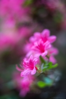 Rhododendron and Azaleas Photography Pink and Flowers.jpg