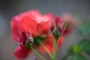 Bright Red Roses Tropicana