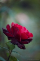 Dark Red Rose