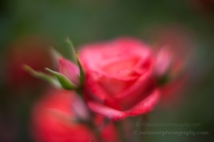 Hot Cocoa Soft Roses