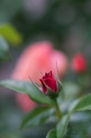 Red Rose Blossom Details