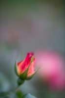 Red Rose Flowers Closeup