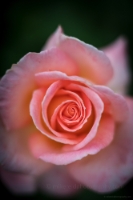 Rose Photography Peach Pink Closeup