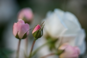 Rose Photography Soft Pink Light