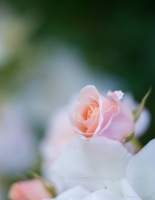 Rose Photography Solitary Pink Swirls