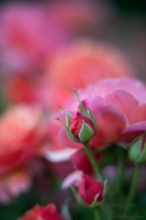 Rose Photography Beautiful Garden Closeup