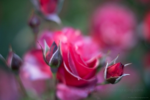 Rose Photography Cinco De Mayo Blooms