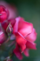 Rose Photography Cinco De Mayo Closeup