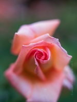 Rose Photograpy Peach Swirls