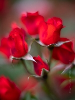 Rose Photograpy Bright Hot Cocoa Blooms