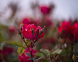 Rose Photograpy Dark Red Roses in Edmonds