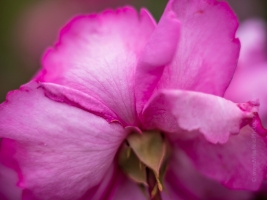 Rose Photograpy Pink Petals