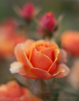 Yellow Orange Roses