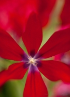 Bright Red Tulip Petals