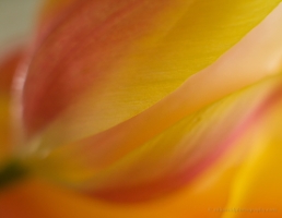 Edges of Yellow Tulip Petals