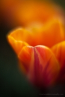 Glowing Orange Tulip