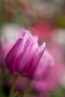 Pink Tulip Bokeh