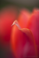 Point of a Tulip Petal