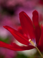 Red Tulip Details