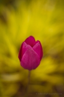 Single Pink Tulip on Grass