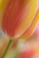 Soft Yellow Tulip Flower