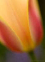 Soft Yellow Tulip