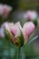 Tulip Pink Curves and Light