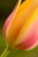 Yellow Red Tulip