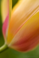 Yellow Tulip Petal