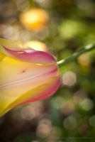 Yellow Tulip Zeiss Bokeh