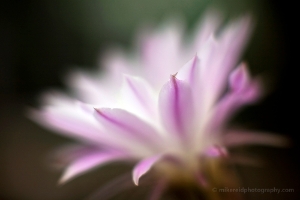 Beautiful White Succulent Flower