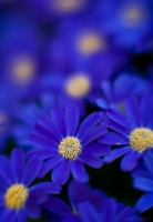 Blue Daisies