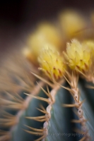 Cactus Flowers