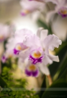 Glorious Orchids