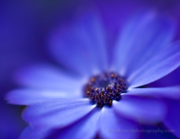 Kind of Blue Flower