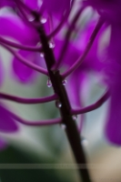 Orchid Drops