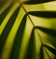 Palm Frond Abstract