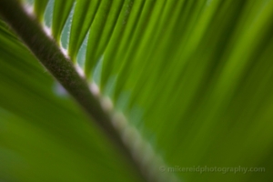 Palm Fronds