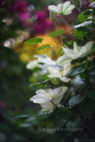 Backyard Flower Bokeh.jpg