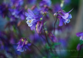 Columbine Montage Bokeh.jpg