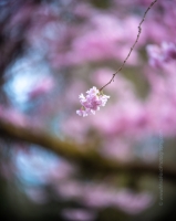 Flower Photography Pink Cherry Blossom.jpg