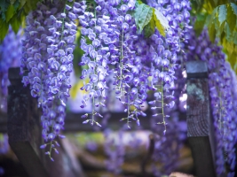 Flower Photography Purple Wisterias.jpg