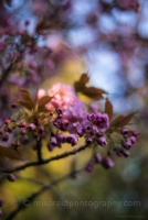 Pink Cherry Blossoms.jpg